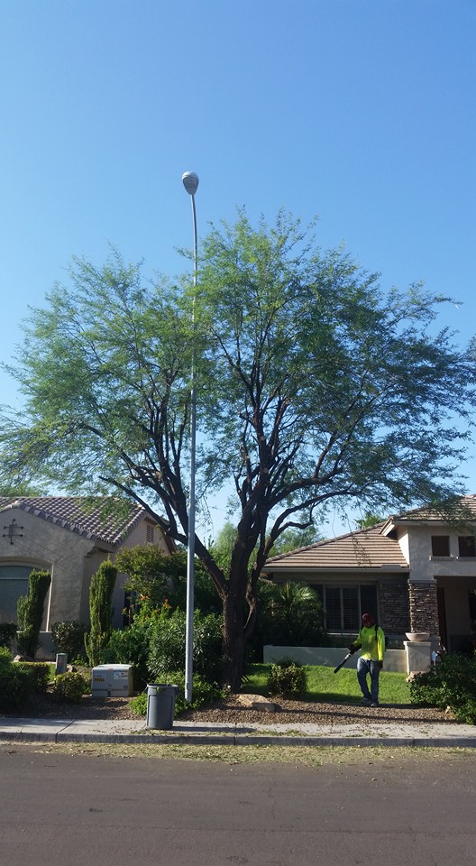 A man trimming a tree behind a lamp post