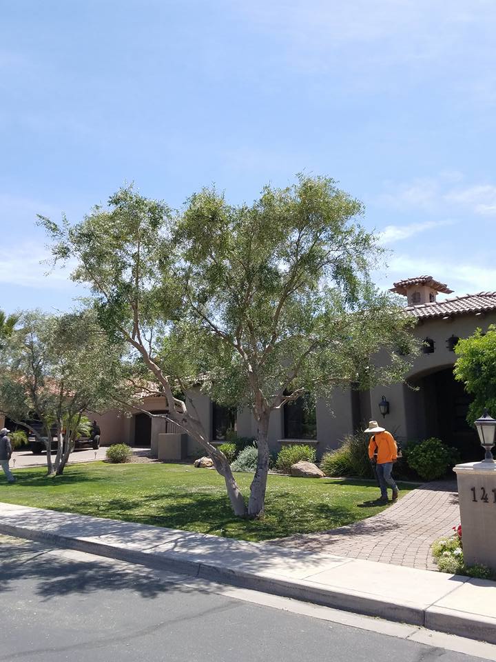 tree-service-olive-tree-trimming-tempe-az