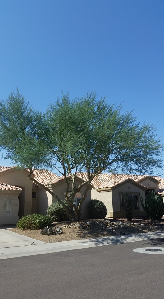 pale-tree-trimming-chandler