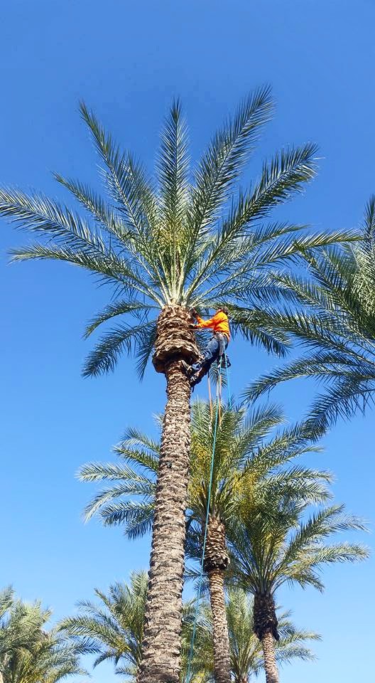 palm tree-pruining-phoenix