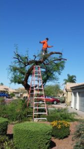 tree-removal-service-tempe-az