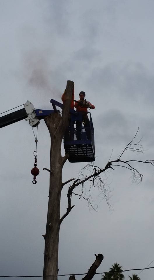 tree-removal-tempe-az