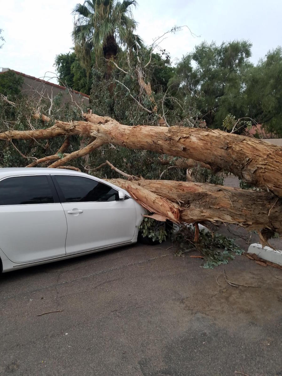 emergency-tree-removal-tempe
