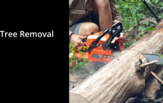 Tree Removal in Arizona - All About Trees Certified Arborist in Arizona