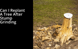 Stump grinding and replanting banner