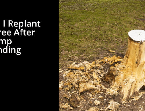 Can I Replant A Tree After Stump Grinding