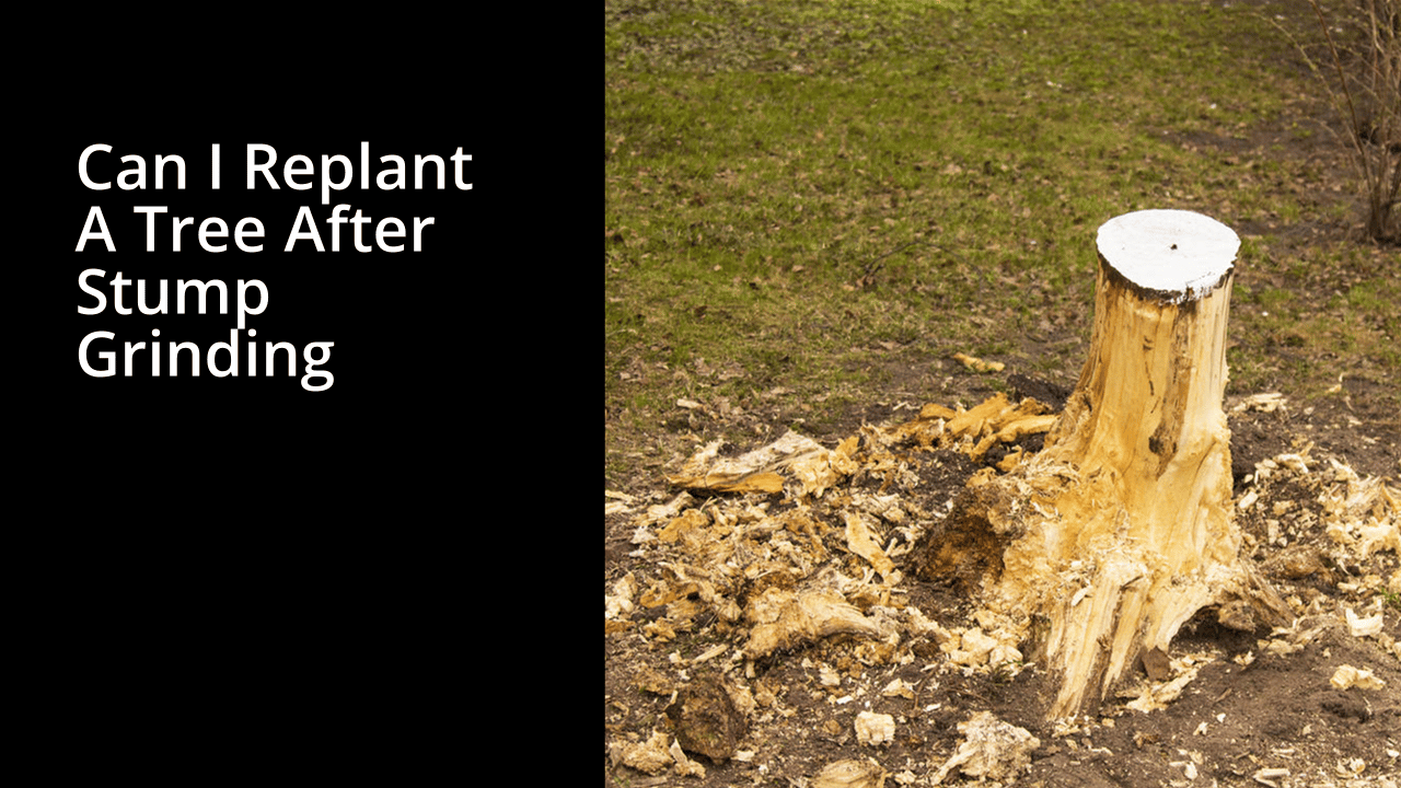 can I replant a tree after stump grinding