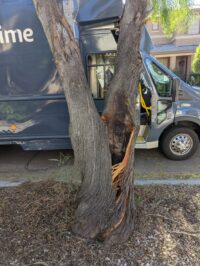 All About Trees Certified Arborist in Arizona