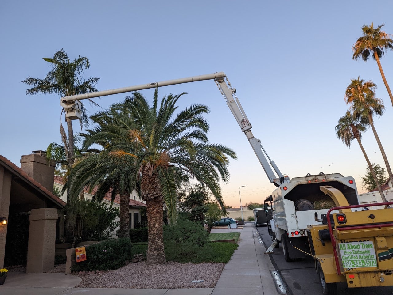 All About Trees Certified Arborist in Arizona