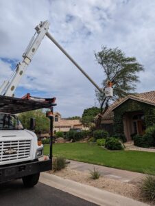 Tree Services in Mesa