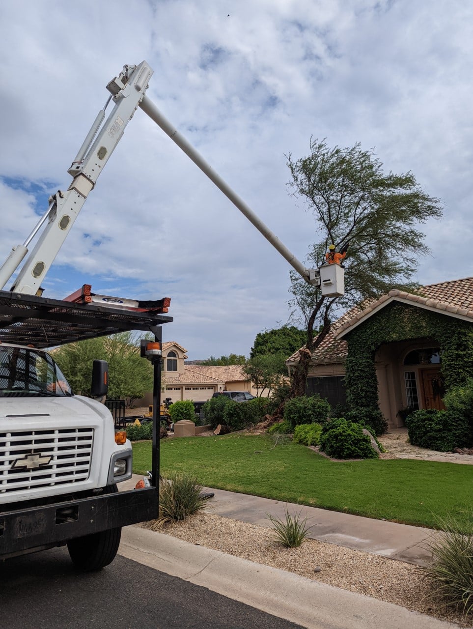 All About Trees Certified Arborist in Arizona