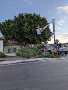 All About Trees Certified Arborist in Arizona