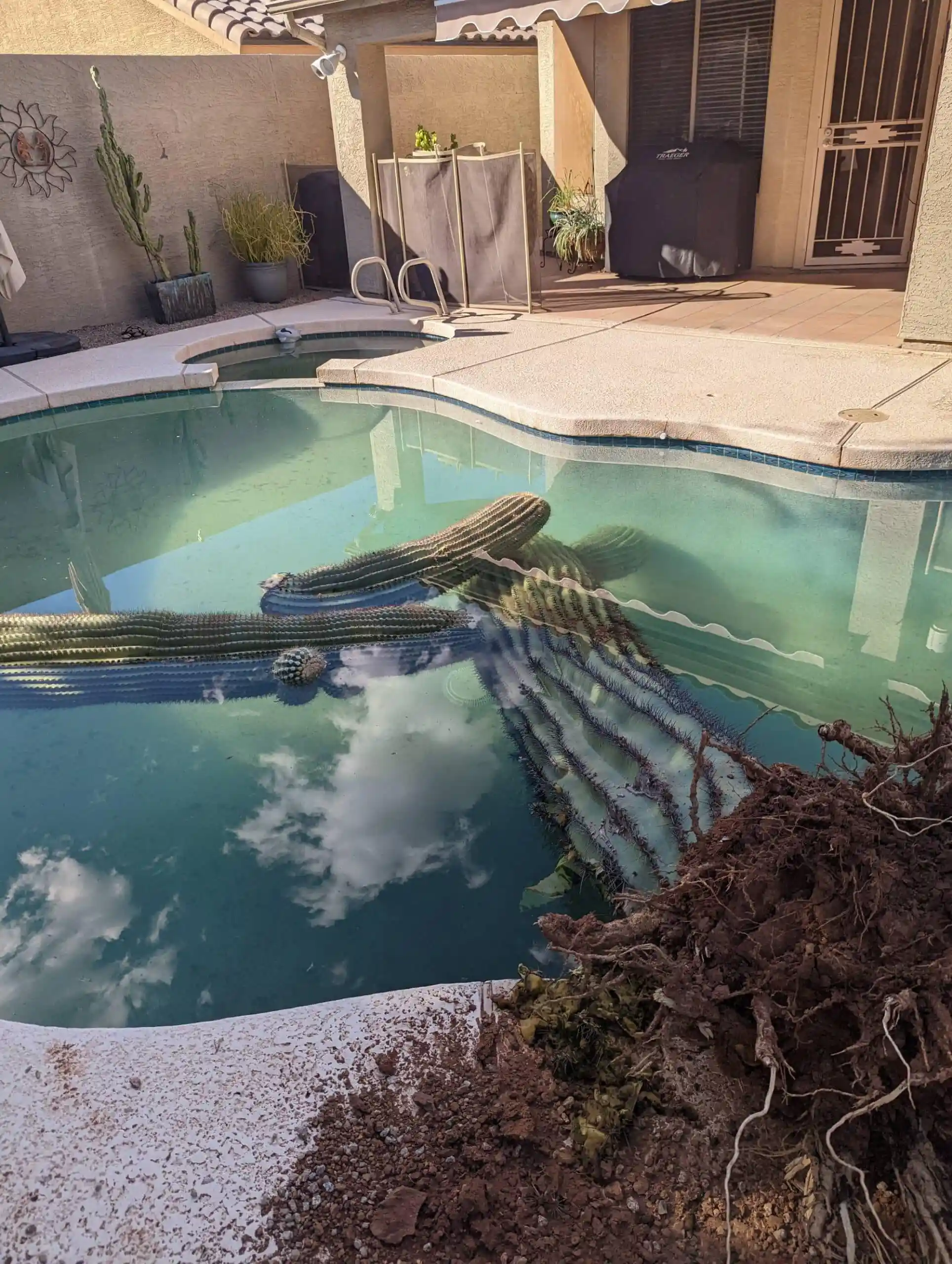 A cut down tree in the swimming pool