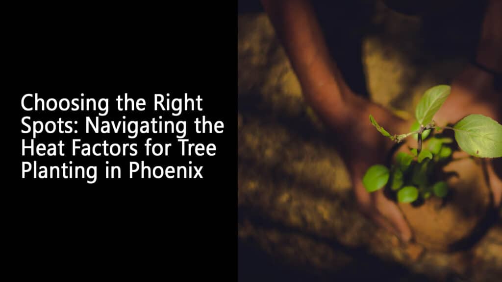 Choosing the Right Spots Navigating the Heat Factors for Tree Planting in Phoenix