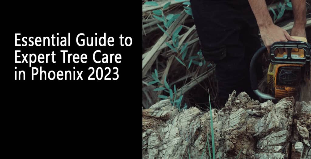 Essential Guide to Expert Tree Care in Phoenix 2023