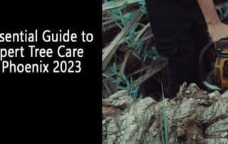 Essential Guide to Expert Tree Care in Phoenix 2023