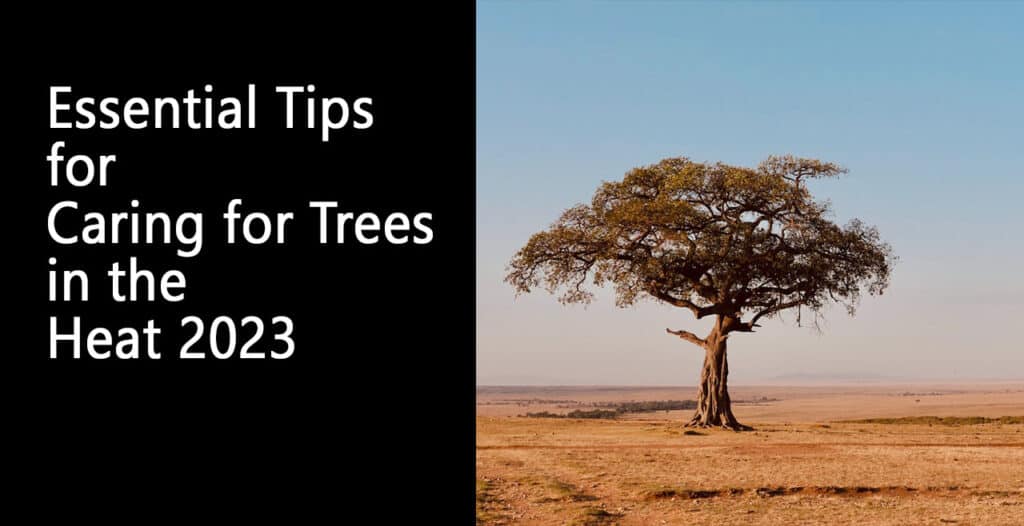 Essential Tips for Caring for Trees in the Heat 2023