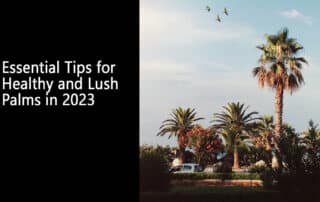 Essential Tips for Healthy and Lush Palms in 2023 poster