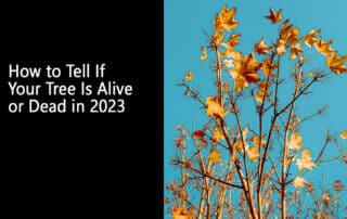 How to Tell If Your Tree Is Alive or Dead in 2023