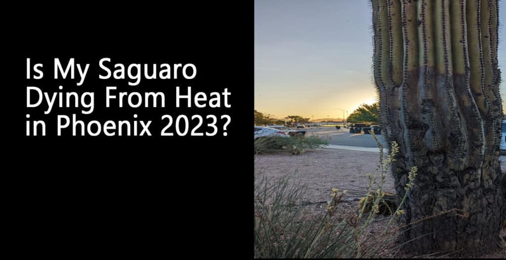 Is My Saguaro Dying From Heat in Phoenix 2023