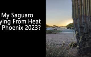 Is My Saguaro Dying From Heat in Phoenix 2023