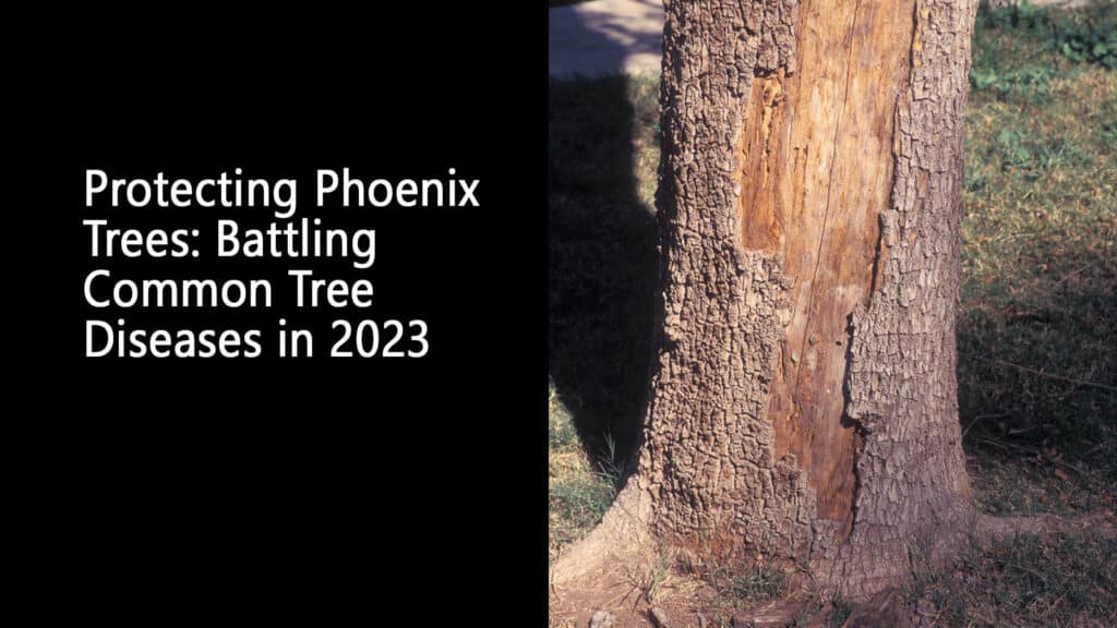 Protecting Phoenix Trees Battling Common Tree Diseases in 2023