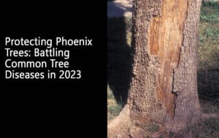 Protecting Phoenix Trees Battling Common Tree Diseases in 2023