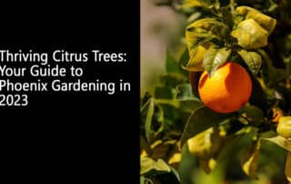 Thriving Citrus Trees Your Guide to Phoenix Gardening in 2023