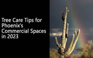 Tree Care Tips for Phoenix's Commercial Spaces in 2023