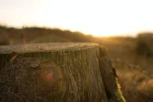 arizona stump grinding