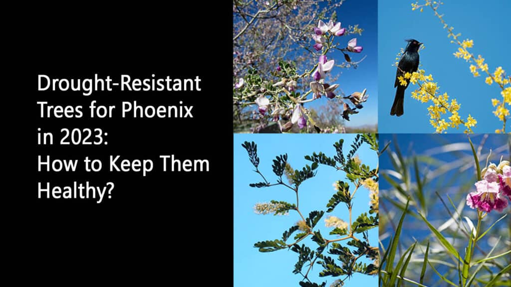 Drought-Resistant Trees for Phoenix in 2023 How to Keep Them Healthy