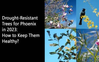 Drought-Resistant Trees for Phoenix in 2023 How to Keep Them Healthy