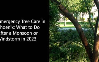 Emergency Tree Care in Phoenix What to Do After a Monsoon or Windstorm in 2023