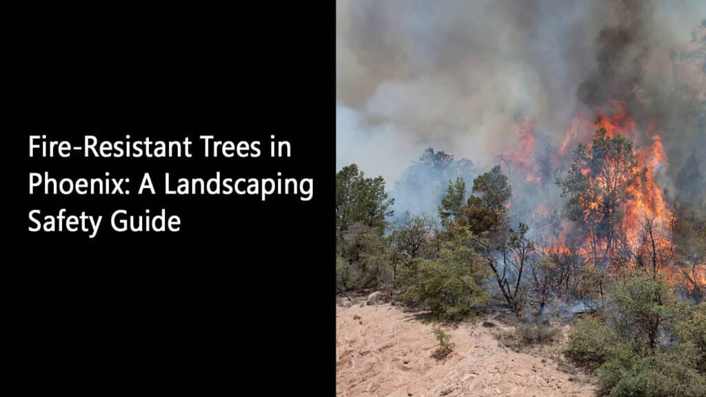 Fire-Resistant Trees in Phoenix A Landscaping Safety Guide