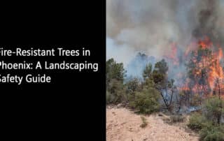 Fire-Resistant Trees in Phoenix A Landscaping Safety Guide