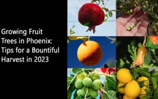 Growing Fruit Trees in Phoenix: Tips for a Bountiful Harvest in 2023