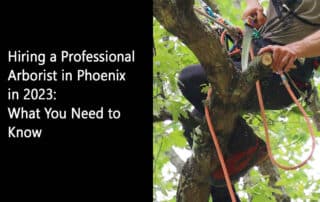 Hiring a Professional Arborist in Phoenix in 2023 What You Need to Know