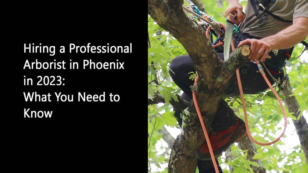 Hiring a Professional Arborist in Phoenix in 2023 What You Need to Know