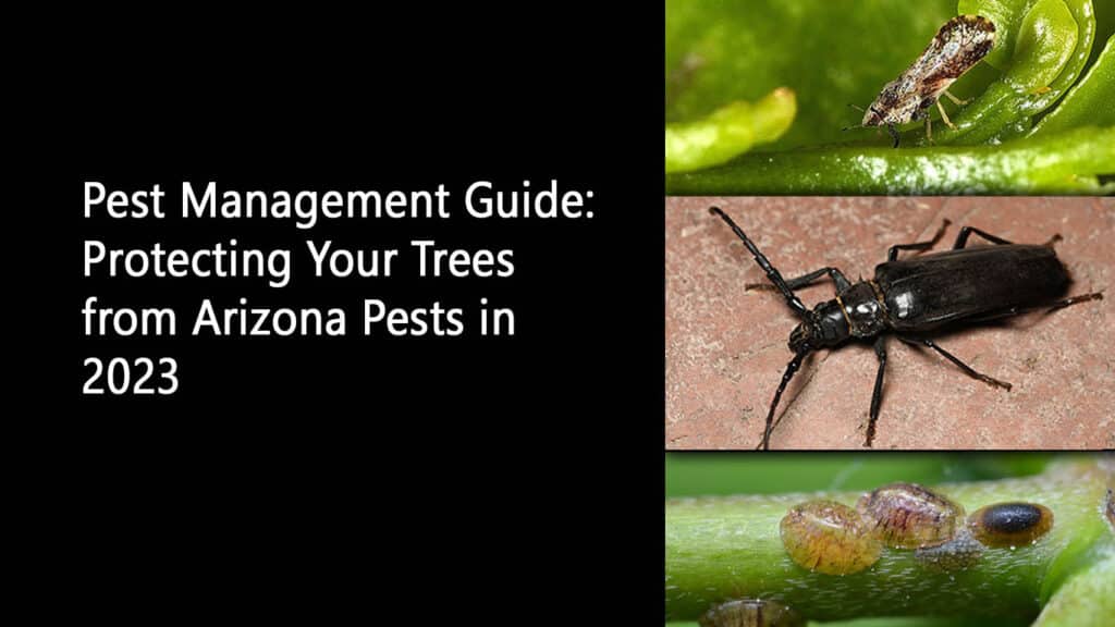 Pest Management Guide Protecting Your Trees from Arizona Pests in 2023