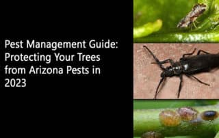 Pest Management Guide Protecting Your Trees from Arizona Pests in 2023