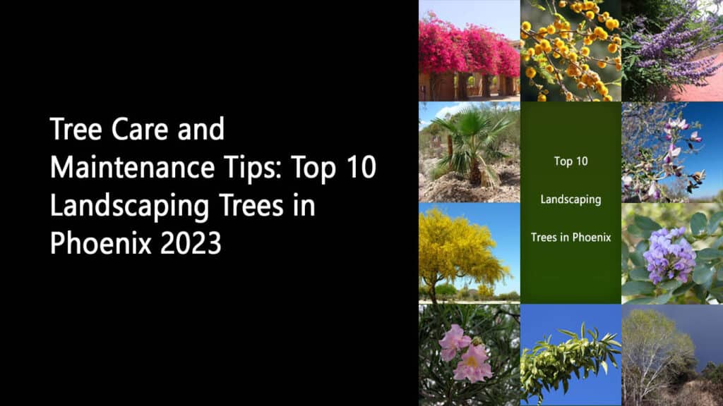 Tree Care and Maintenance Tips Top 10 Landscaping Trees in Phoenix 2023