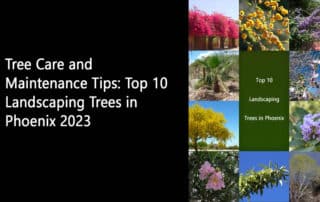 Tree Care and Maintenance Tips Top 10 Landscaping Trees in Phoenix 2023