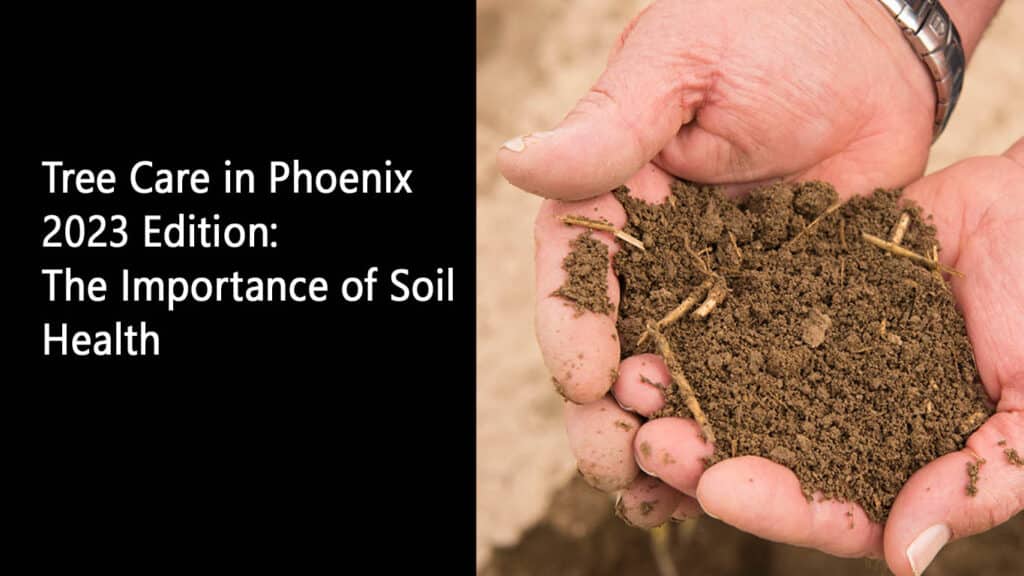 Tree Care in Phoenix 2023 Edition The Importance of Soil Health