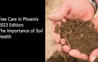 Tree Care in Phoenix 2023 Edition The Importance of Soil Health