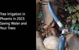 Tree Irrigation in Phoenix in 2023 Saving Water and Your Trees