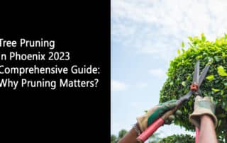 Tree Pruning in Phoenix 2023 Comprehensive Guide Why Pruning Matters