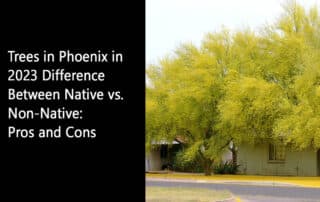 Trees in Phoenix in 2023 Difference Between Native vs Non-Native Pros and Cons