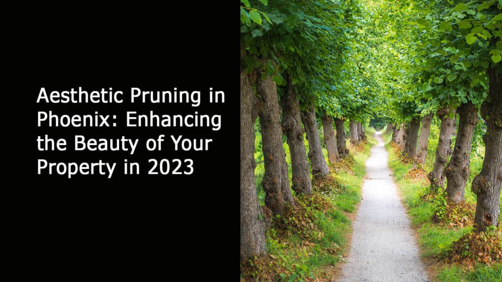 Aesthetic Pruning in Phoenix: Enhancing the Beauty of Your Property in 2023