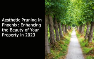 Aesthetic Pruning in Phoenix: Enhancing the Beauty of Your Property in 2023