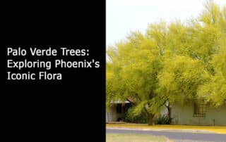 Palo Verde Trees Exploring Phoenix's Iconic Flora